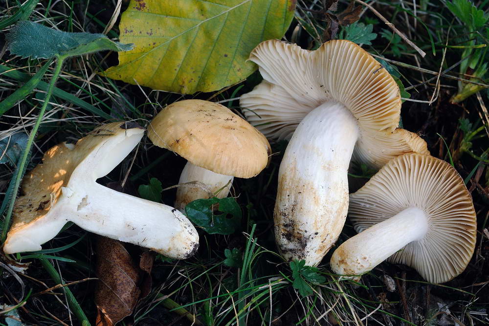 russula farinipes 5001 05.jpg