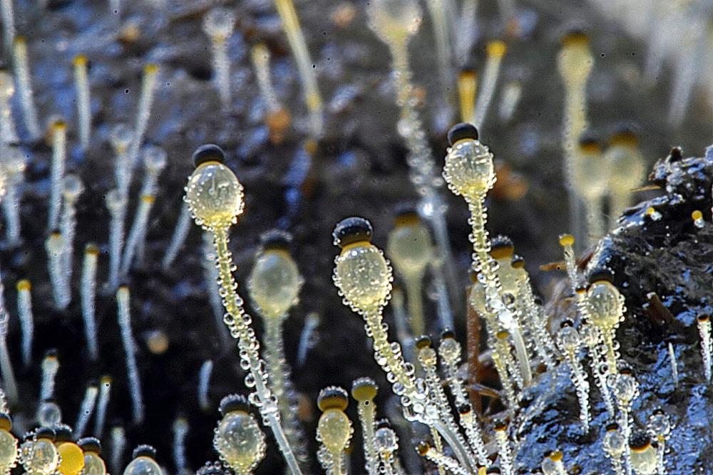 pilobolus crystallinus var hyalosporus in habitat.jpg