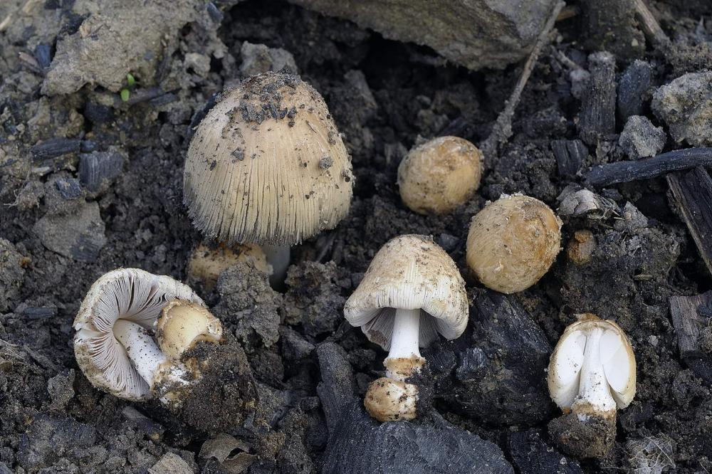 Coprinellus bipellis basidiomi02.jpg