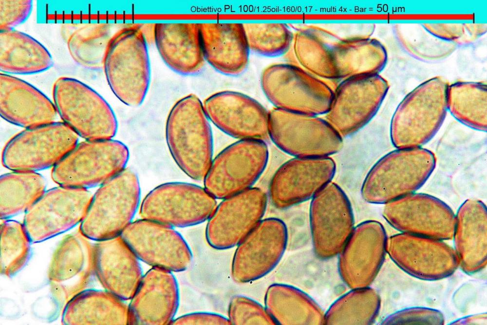 pholiotina aeruginosa H2O spore 02.jpg