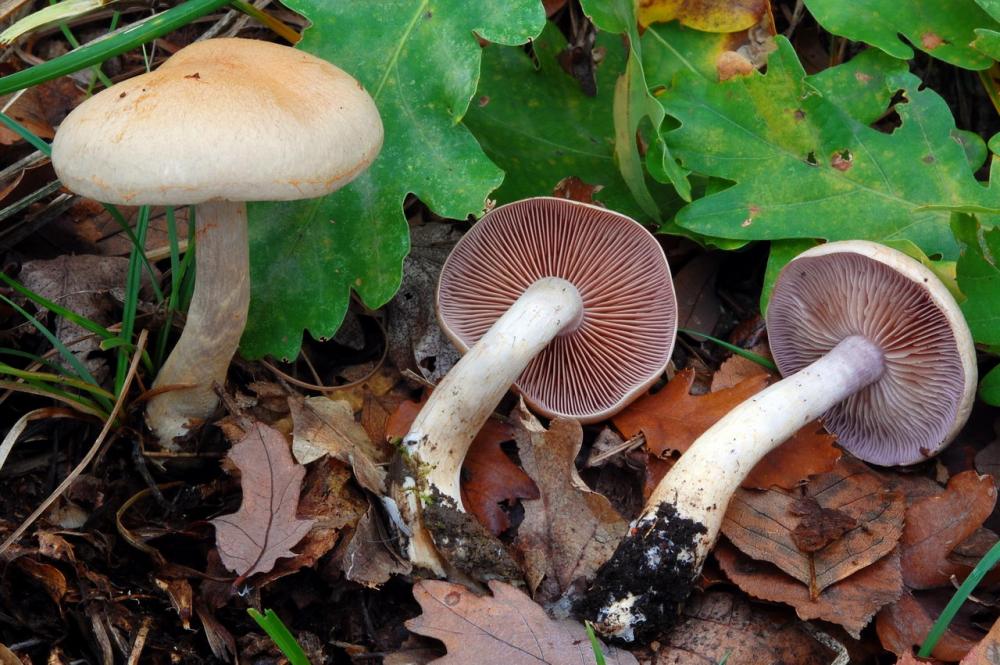 Cortinarius lebretonii 6583_1.JPG