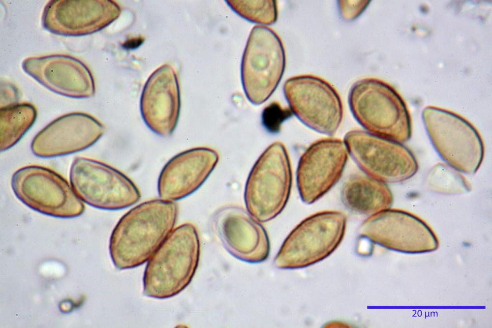 Hebeloma vaccinum 7703 15.JPG