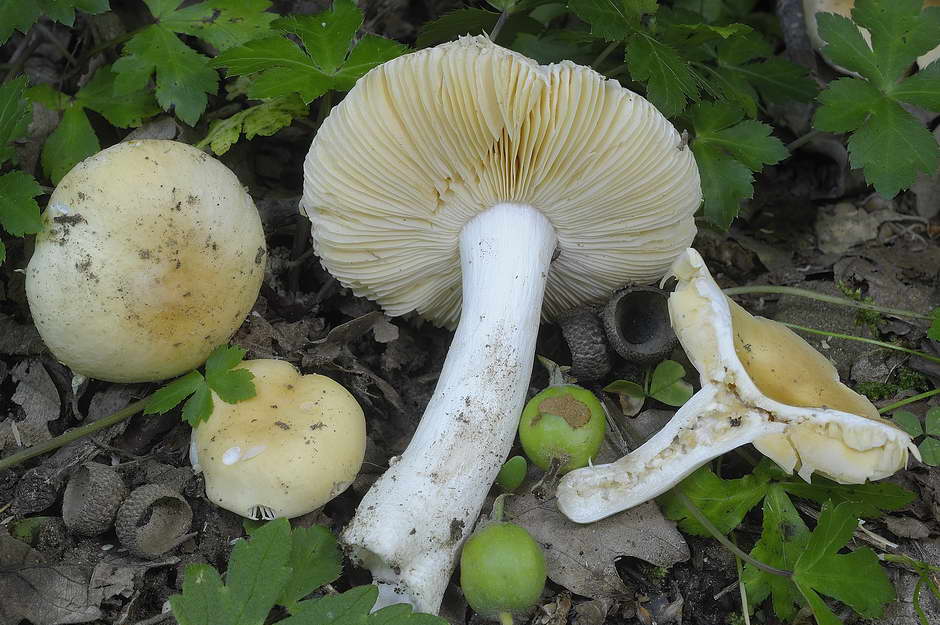 russula risigallina 4702 01.jpg