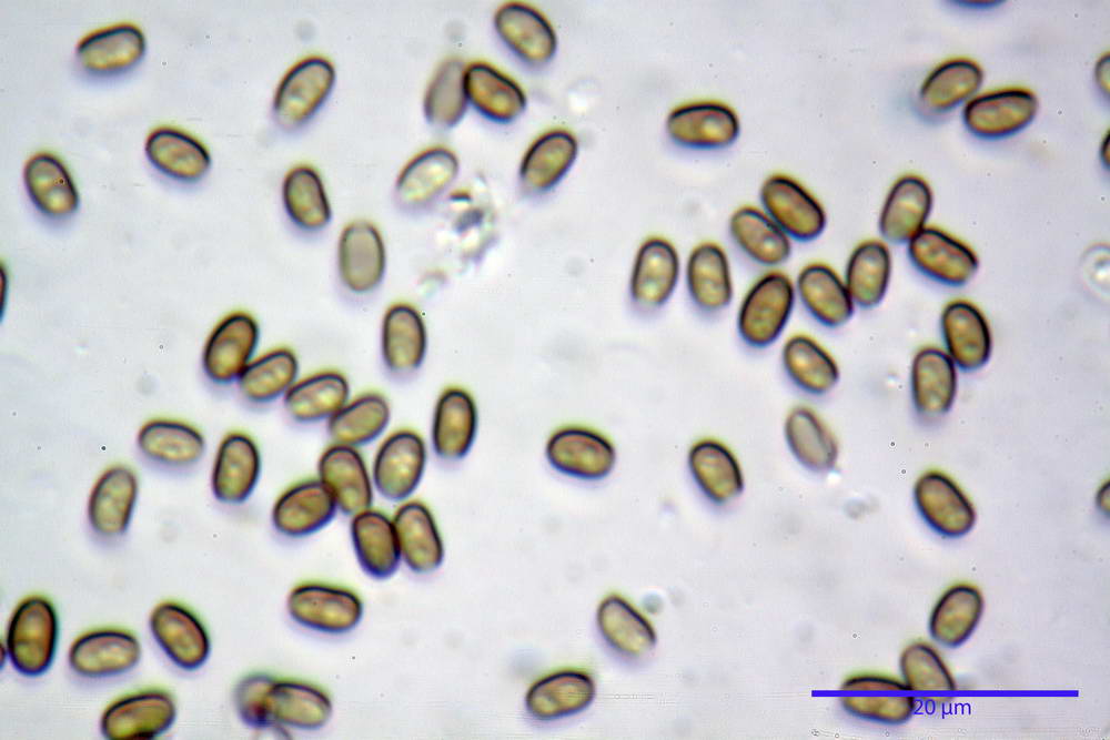 psathyrella hydrophila 38.jpg