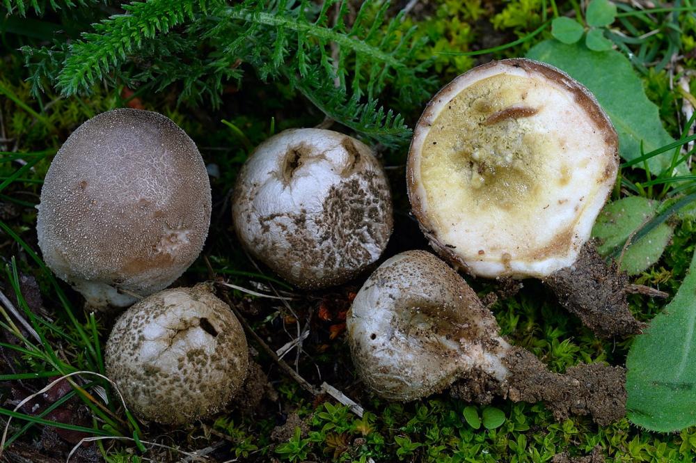 Lycoperdon dermoxanthum 01_ridimensiona.jpg