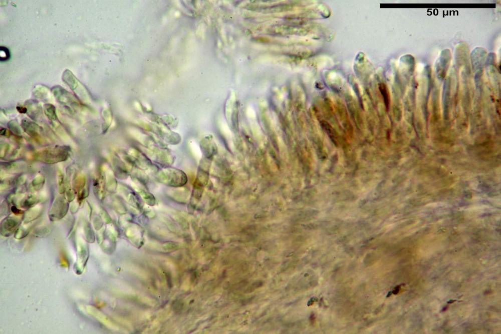 imenio olivascens 5843 secco ammoniaca 25%.JPG