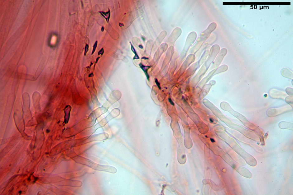 panaeolus papilionaceus var papilionaceus 4682 docx 61.jpg