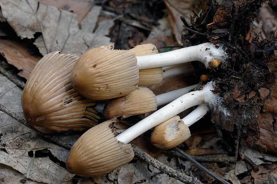 coprinellus 02.jpg