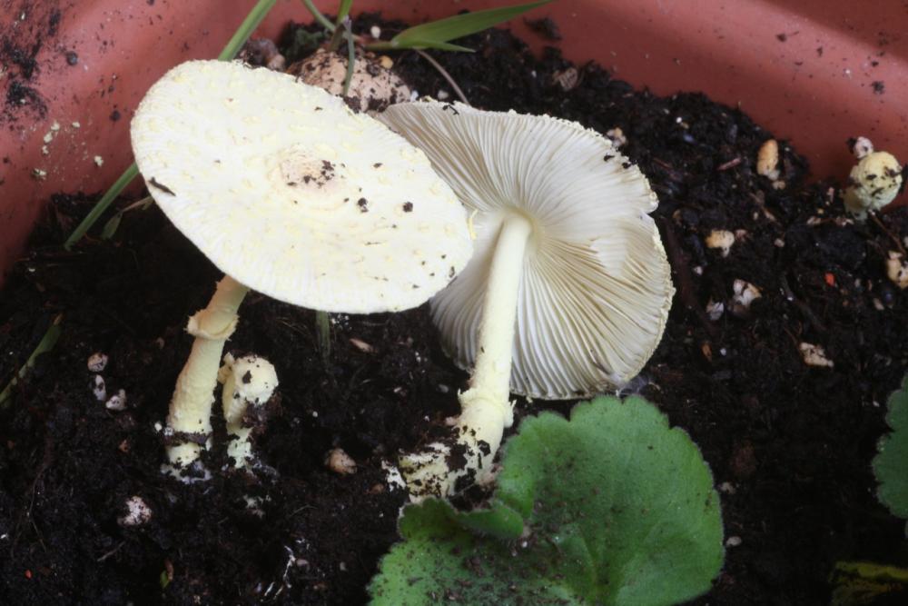 leucocoprinus birnbaumii 5221 04_resize.jpg