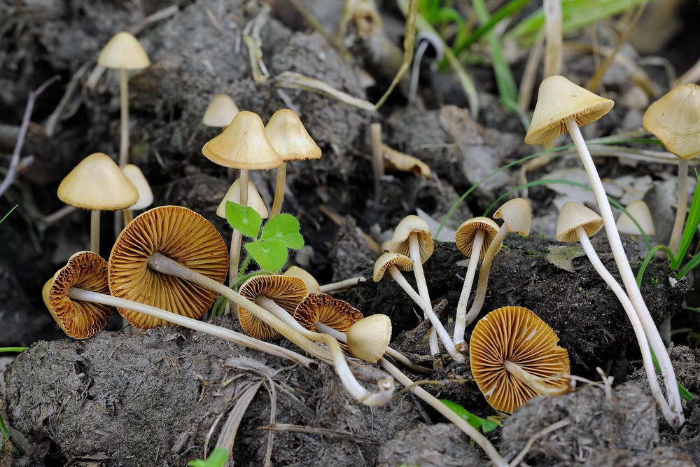 conocybe pseudocrispa 4922 02.jpg