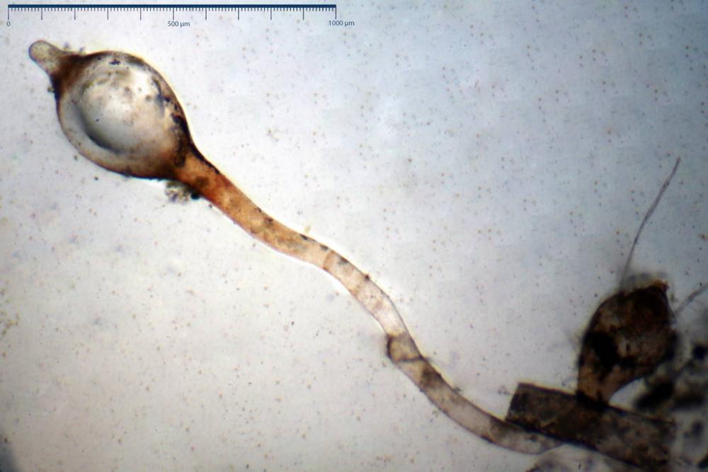 Pilobolus kleinii 9525 10.jpg