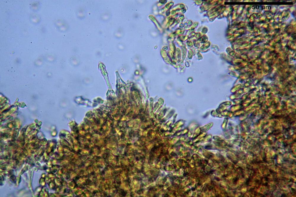 Cystodermella cinnabarina 25.JPG