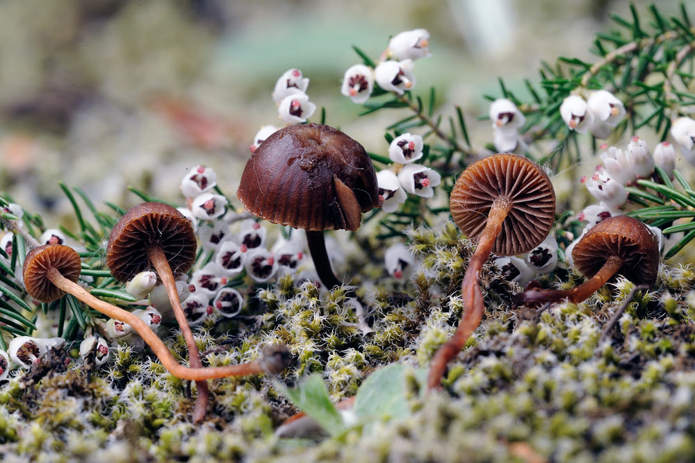 psilocybe montana var montana 5058 04.jpg