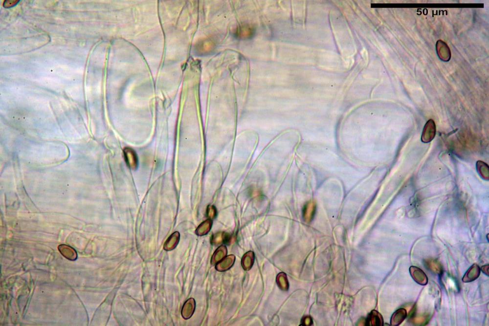 Inocybe flocculosa var crocifolia 7068 82.jpg
