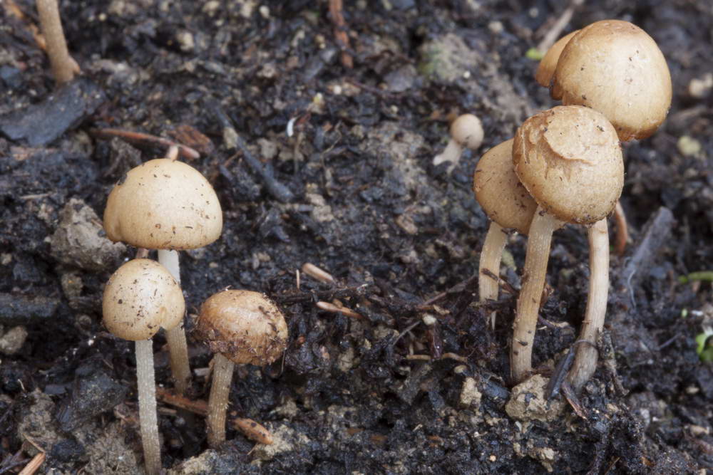 conocybe siliginea 5030 03.jpg