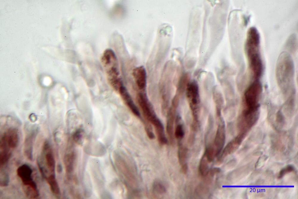 imenio luteo-olivaceum 5800 secco1 KOH 2%.JPG