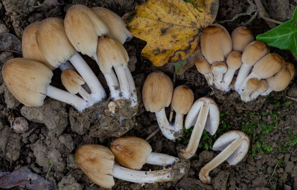 Coprinellus micaceus 06.jpg