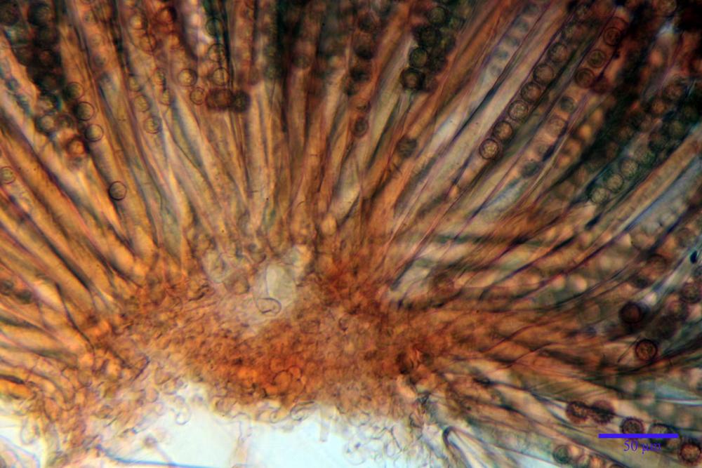 Plicaria trachycarpa 6920 18.jpg