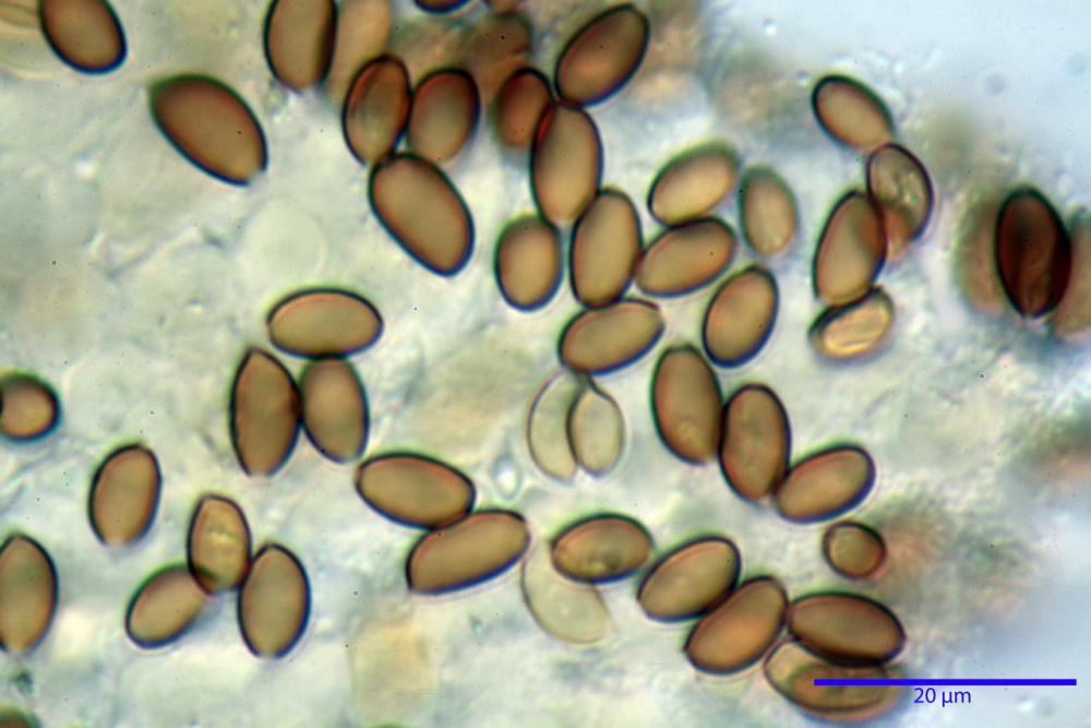 Pholiotina pygmaeoaffinis spore.jpg