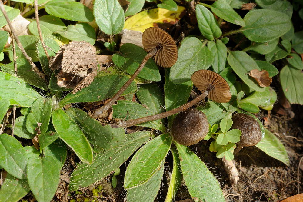 entoloma003.jpg