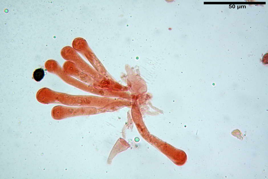 lacrymaria pyrotricha 4812 27.jpg