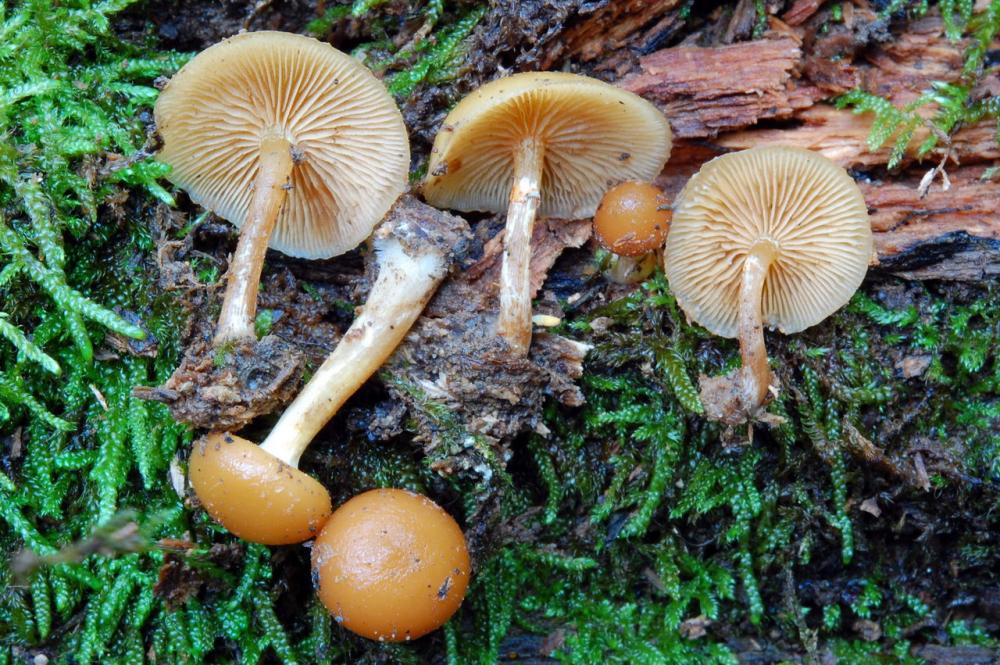 Galerina marginata 6593_1.JPG