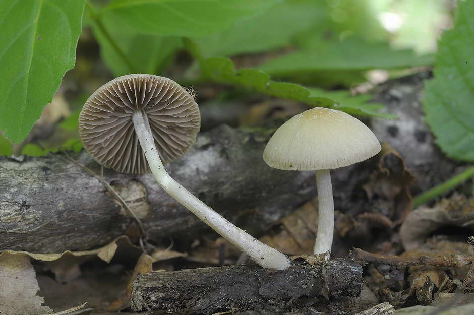 psathyrella obtusata 4699 02.jpg