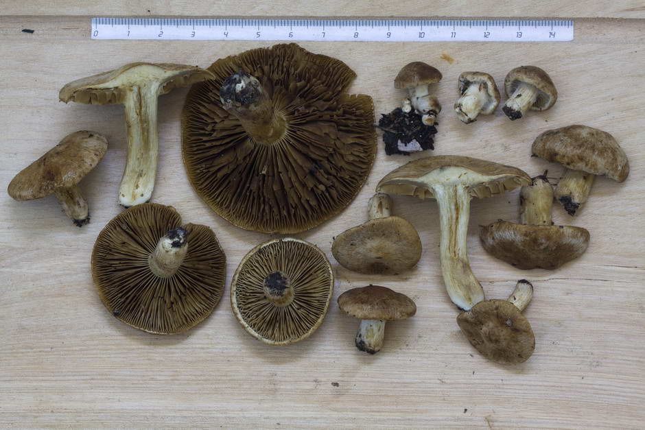 inocybe leucoblema 4846 08.jpg