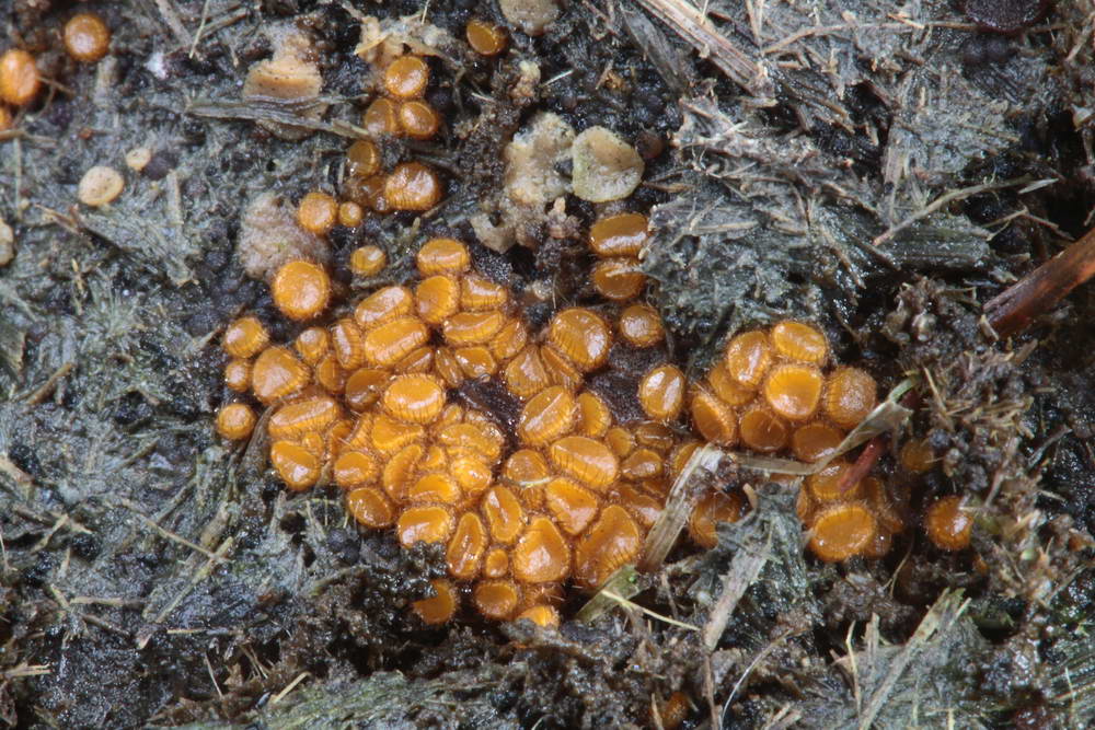 cheilimenia stercorea 4900 01.JPG