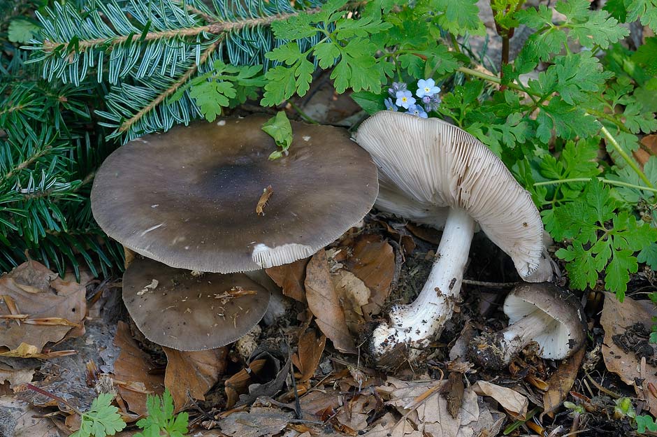 pluteus pouzarianus 4668 03.jpg