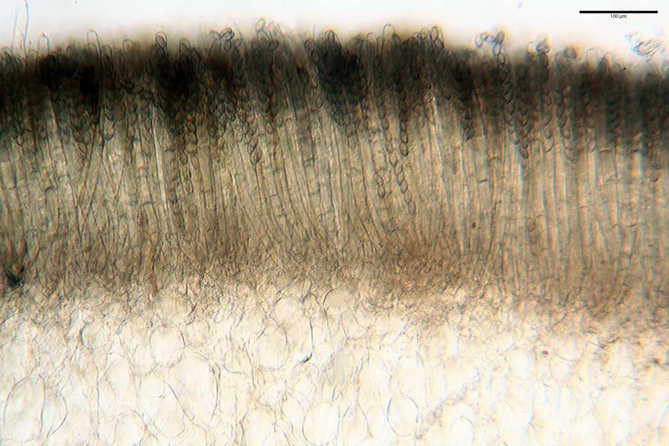 peziza badioides 4670 08.jpg