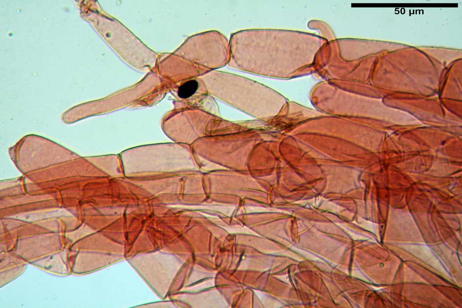 Coprinopsis pachyderma 4824 15.jpg