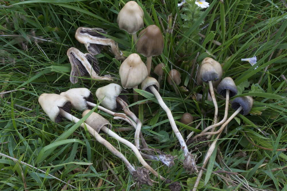 psilocybe semilanceata 4872 02.jpg