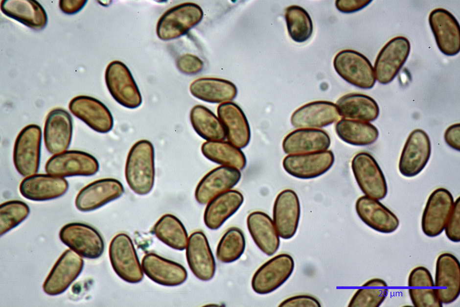 pholiota tuberculosa 4736 38.jpg