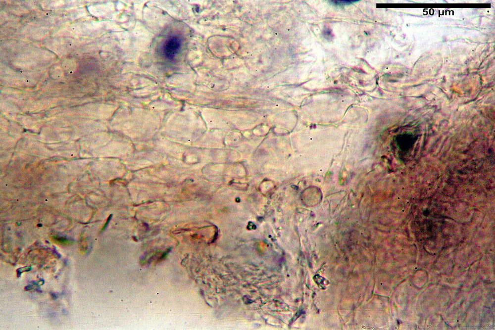 plicaria endocarpoides 5034 26.jpg