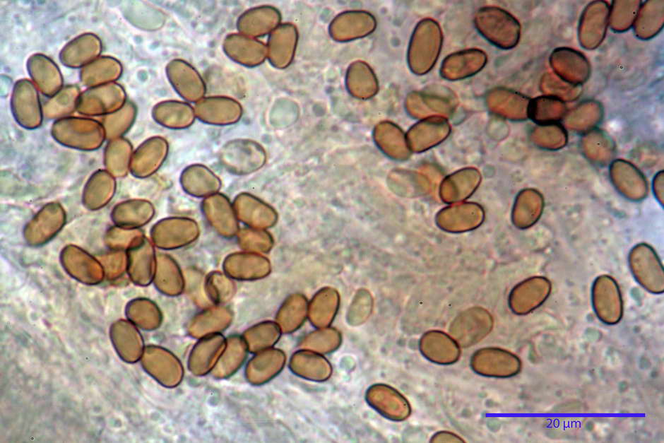 Pholiota conissans 4823 74.jpg