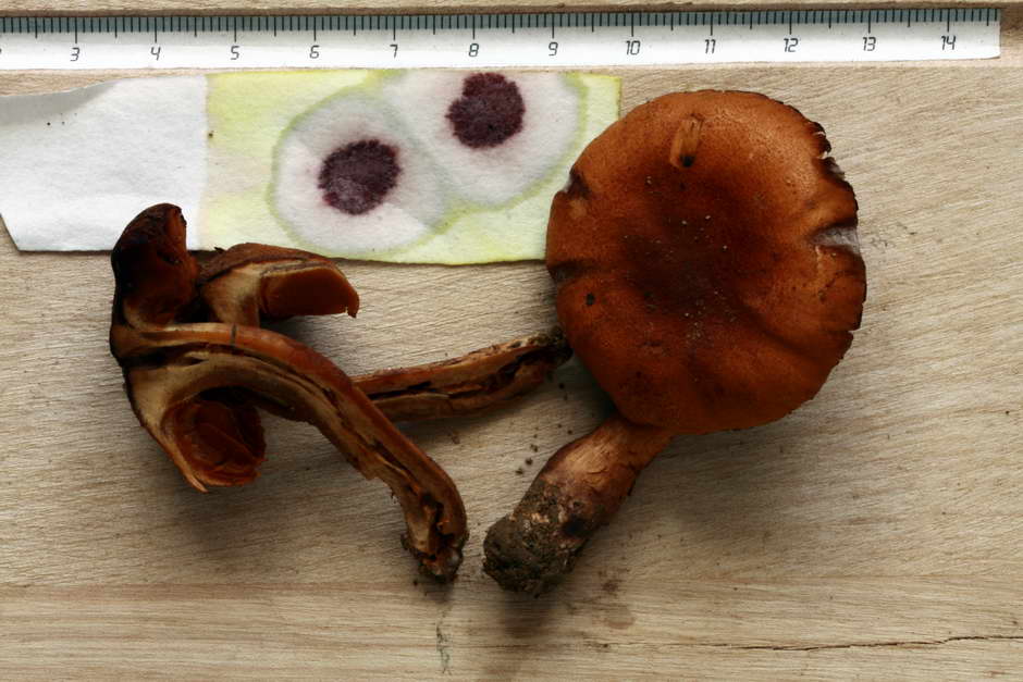 cortinarius orellanus 4761 04.jpg