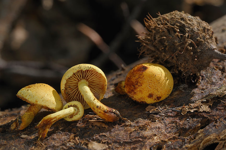 pholiota tuberculosa 4736 03.jpg