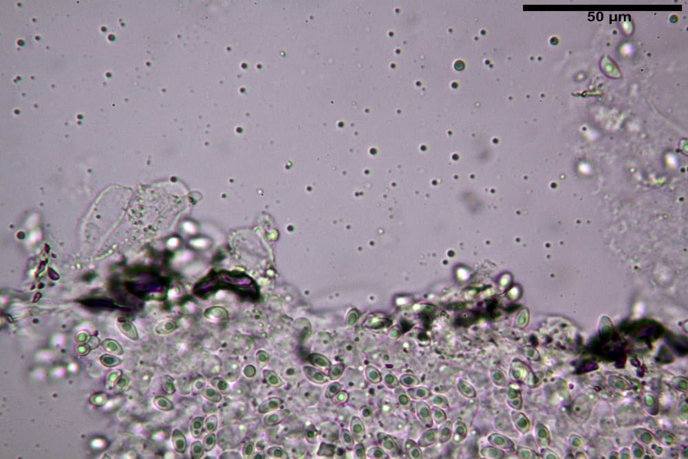 leucoagaricus purpureorimosus 4735 21.jpg