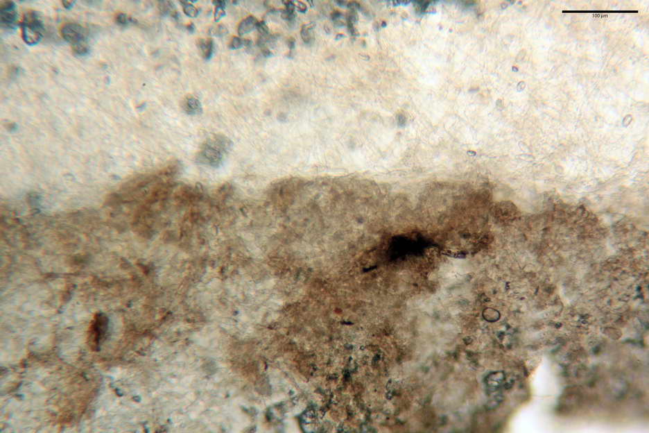 urnula pouchetii 4829 07.jpg