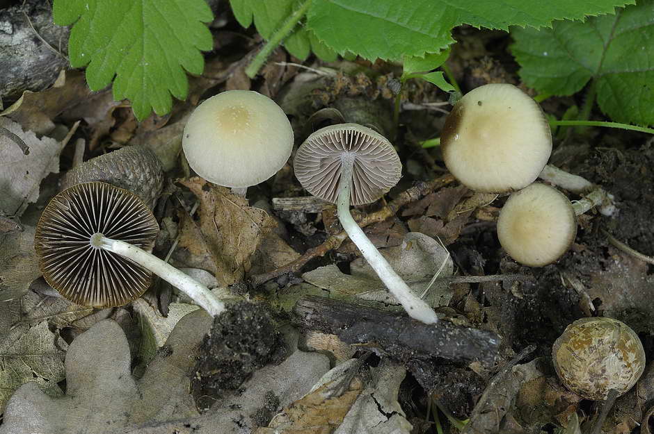 psathyrella obtusata 4699 01.jpg