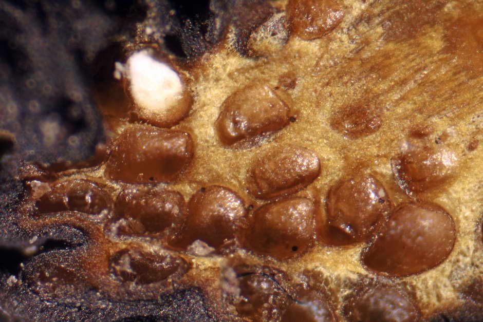 elaphocordyceps ophioglossoides 4709 08.jpg