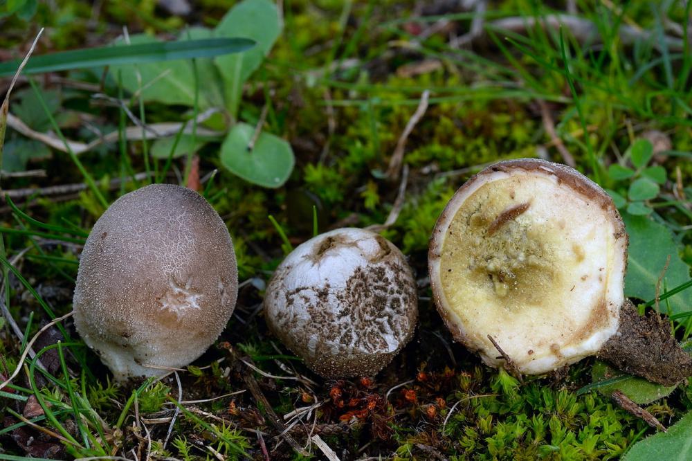 Lycoperdon dermoxanthum 02_ridimensiona.jpg