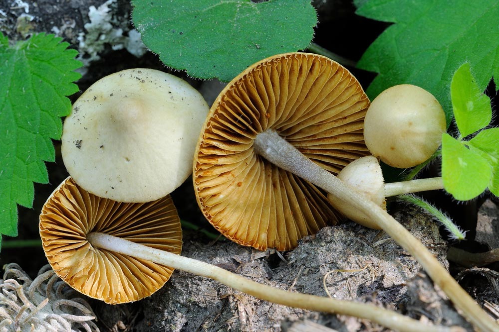 conocybe pseudocrispa 4922 04.jpg