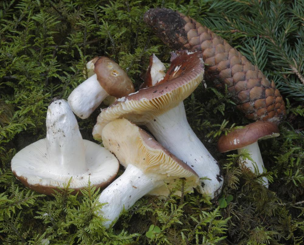 Russula integra 5384 04.JPG