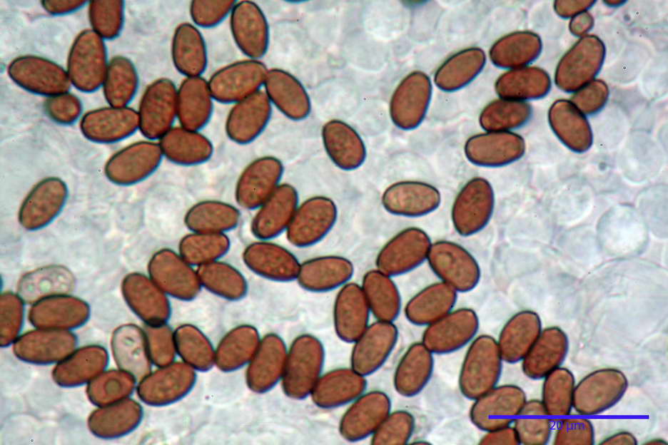 Psathyrella 33.jpg