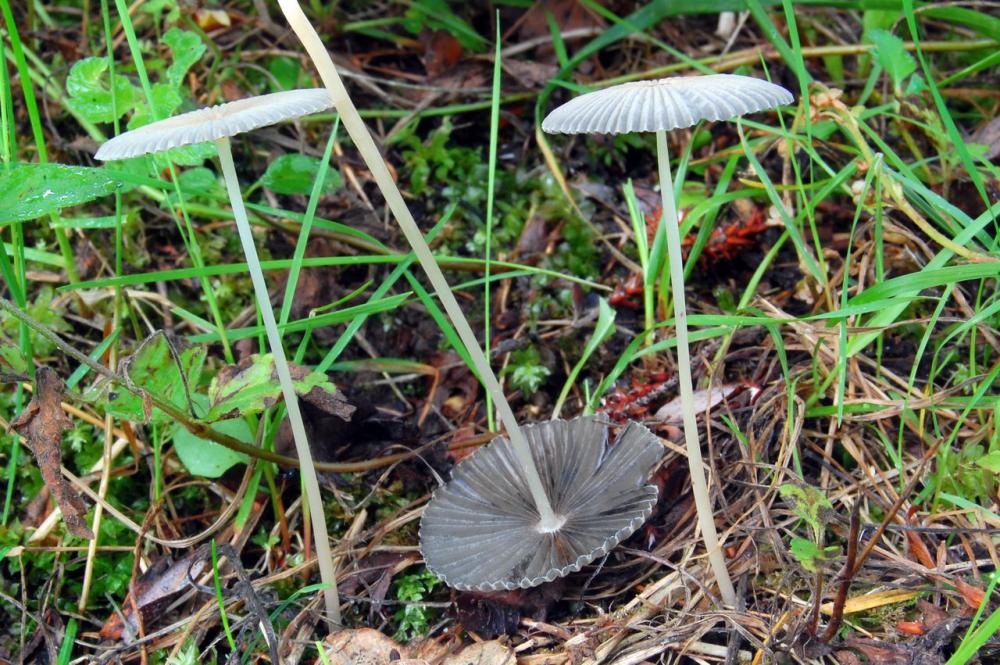 Parasola plicatilis 6515_1.JPG