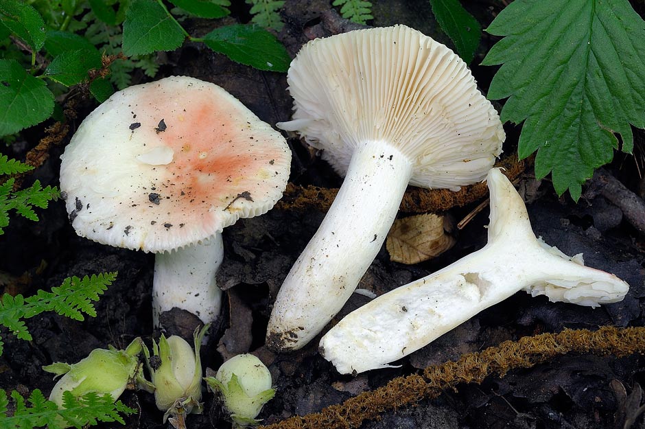 russula 02.jpg