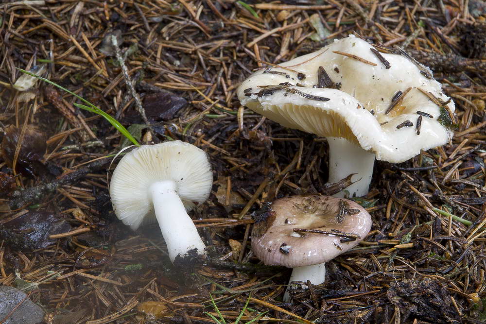 russula nauseosa 4845 01.jpg