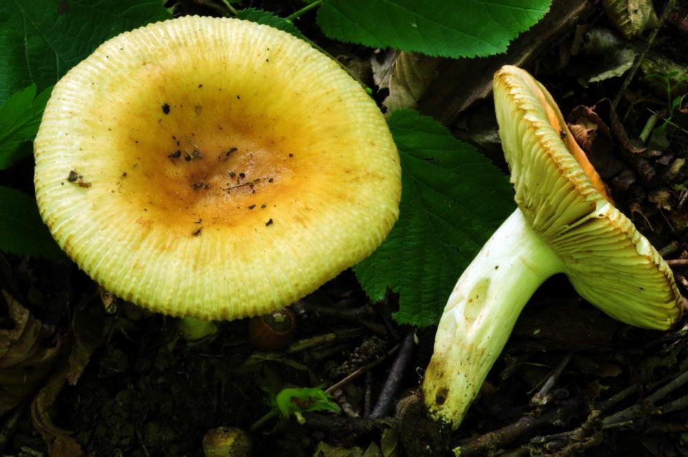 Russula subfoetens 5380 03.jpg